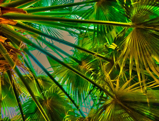 palm tree leaves