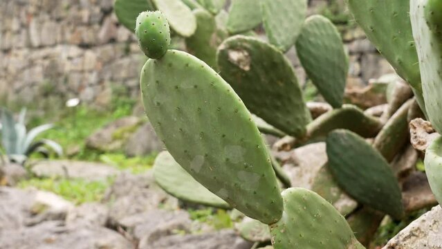 Indian fig opuntia plant with green fruit in garden close up