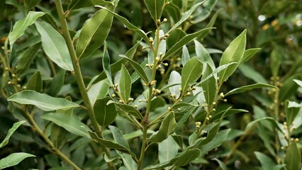 Bay laurel plant or Laurus nobilis shrub with flowering branches closeup