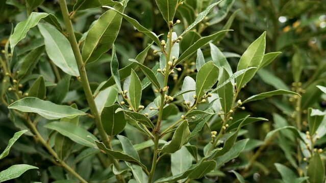 Bay laurel plant or Laurus nobilis shrub with flowering branches closeup