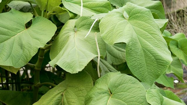 Aromatic culinary Piper auritum herb in garden. Family Piperaceae. Mexican pepperleaf