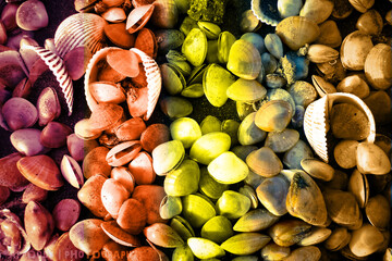 Closeup on snails view 