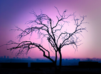 silhouette of a tree