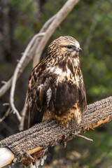 Portrait of Rough Legged Hawk, Grizzly  Wolf Discovery Centre, Yellowstone National Park.