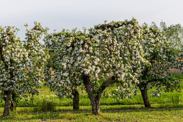 Fototapeta na wymiar Sad jabłoniowy kwitnący