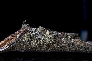 a type of moss on the bark of a tree