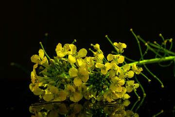 yellow flower on black background
