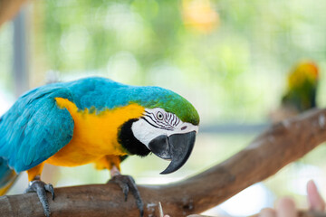 closeup parrot with blur background, nature bird, macaw