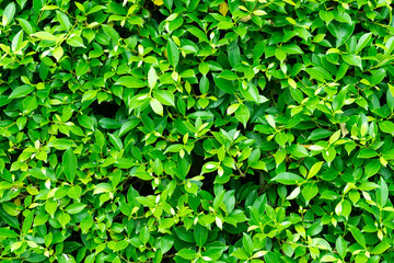 green leaves wall background, leaf wall nature background