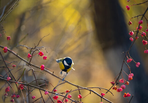 Tit bird on branches with red euonymus berries in the autumn garden.