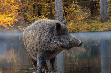 Keiler am Weiher im Herbst