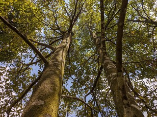 Fototapeta premium Gaharu tree (Aquilaria malaccensis) in tropical nature borneo 