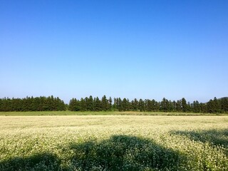 제주도의 메밀밭 
