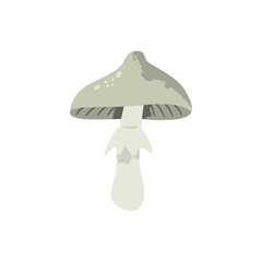 Toadstool mushroom. Poisonous fungus. Vector cartoon illustration with texture isolated on the white background.