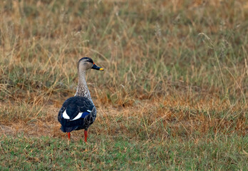 spot billed duck on the ground