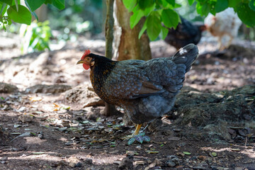 Gallina, ave de corral, vida en el campo, 