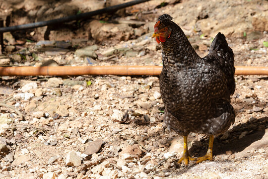 Gallina cafe con blanco, vida natural, aves de corral, autosustentable.