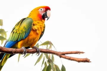 Deurstickers a parrot on a tree branch © mursalin 01