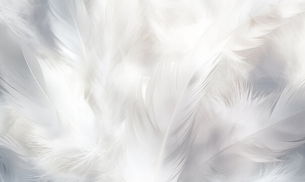 White feathers texture background. Close up of beautiful soft white feathers.