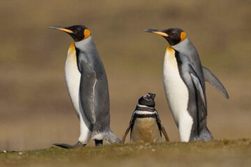 Naklejka premium King Penguins (Aptenodytes patagonicus) walking across grassland containing a colony of Magellanic Penguins (Spheniscus magellanicus) at Volunteer Point in the Falkland Islands.
