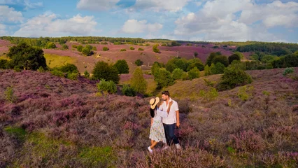 Foto auf Leinwand Posbank National Park Veluwe, purple pink heather in bloom, blooming heater on the Veluwe by the Hills of the Posbank Rheden, Netherlands. a couple of men and women walking at the Heather fields © Fokke Baarssen