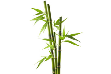 Fototapeta na wymiar Bamboo tree isolated on transparent background.
