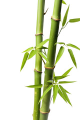 Fototapeta na wymiar Bamboo tree isolated on transparent background.