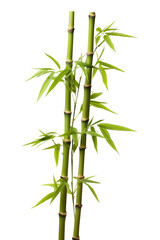 Fototapeta premium Bamboo tree isolated on transparent background.