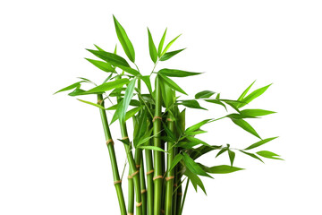 Bamboo tree isolated on transparent background.
