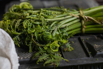 Fiddlehead fern or ningro or dheki saak are kept in bunch. This is edible fern eaten as green...