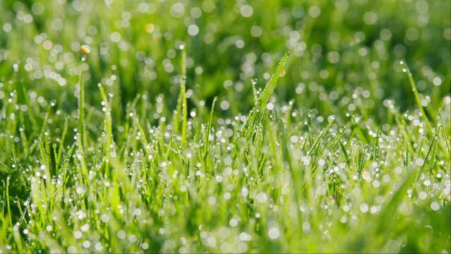 Green Lawn In Shining Dew In Sunrise Sunlight. Lush Uncut Green Grass With Drops Of Dew In Soft Morning Light. Pan.