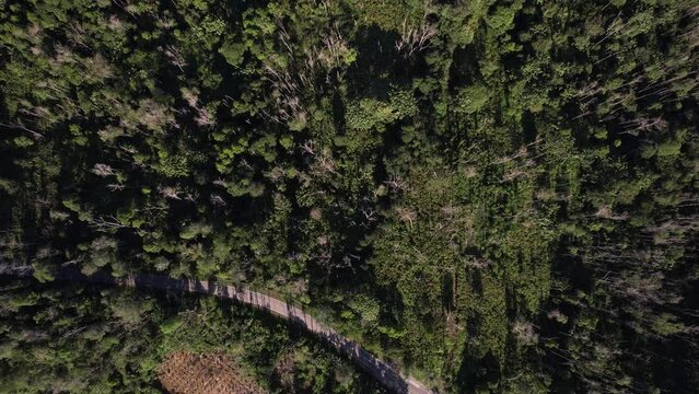 Top down view of green forests in Kalimantan
