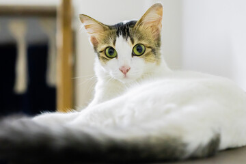 White tabby cat sitting gracefully, looking forward. Common domestic pet in india