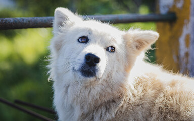 White siberian Samoyed dog looking cutely. is a great companion of human.