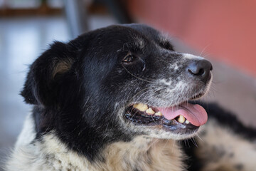 A dog is panting with its tongue out. Close up portrait shot. This Indian pariah dog is commonly found in streets. Panting happens when the dog is tired or hungry.