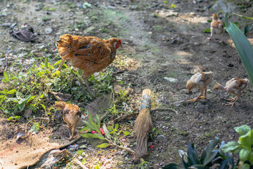 Chicken and her babies or chicks roaming on ground in search of food. This poultry livestock is farmed for meat and eggs.