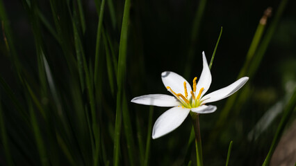 White rain Lily flower photo taken in close up against dark background. Zephyranthes candida or white wildflower are also it's name.