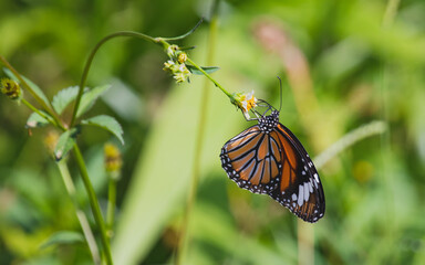 Butterfly sitting on flower. Danaus genutia or common tiger monarch butterfly of orange color drinking nectar. Photo taken with green garden background.