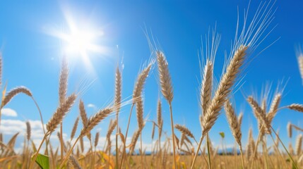 Fototapeta premium Under the Radiant Sun, Glorious Wheat Fields Shine with Golden Grains.