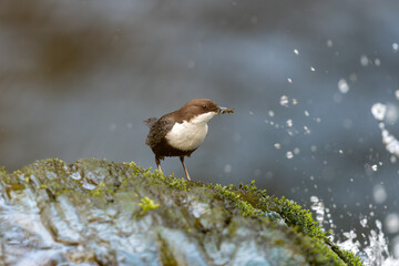 Wasseramsel