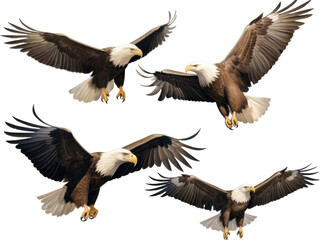 Obraz premium american bald eagle isolated on transparent background