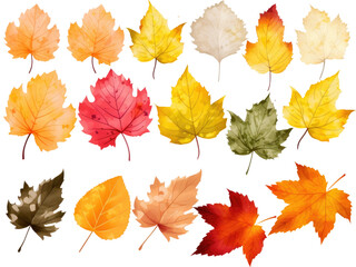 autumn leaves collection isolated on transparent background