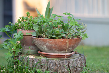 Plant with unfocused background