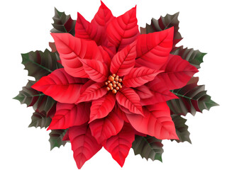 red poinsettia isolated on transparent background