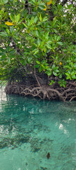 View of mangroves and sea