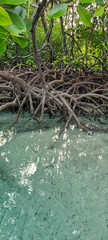 View of mangroves and sea