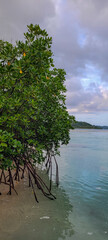 View of mangroves and sea