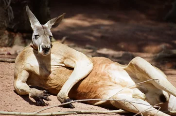 Gordijnen Giant red kangaroo in Australia lying down on sand © Zsuzsanna Bird