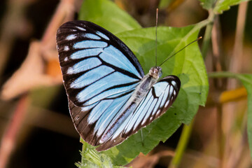 Blue butterfly sitting on a leaf with wings closed. This is pareronia ceylanica or dark wanderer. Closeup photo of this beautiful insect taken with copy space background.