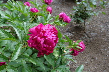 Showy magenta colored flowers of common peonies in May